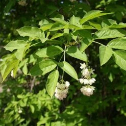 Staphylea Pinnata - Faux Pistachier