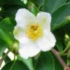 Stewartia Monadelpha -Fleurs & Plantes Soldes Boutique Stewartia monodelpha 84333 1