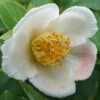 Stewartia Rostrata - Stuartie -Fleurs & Plantes Soldes Boutique Stewartia rostrata 84335 1