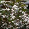 Styrax Japonica Evening Light - Styrax Japonais 2 Styrax Japonica Evening Light - Styrax Japonais -Fleurs & Plantes Soldes Boutique Styrax japonica Evening Light 84336 1