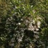 Styrax Japonica Fragrant Fountain -Fleurs & Plantes Soldes Boutique Styrax japonica Fragrant Fountain IF 1008662 1