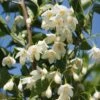 Styrax Japonicus June Snow - Styrax Japonais -Fleurs & Plantes Soldes Boutique Styrax japonicus June snow 15121 1