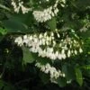 Styrax Obassia - Styrax à Grandes Feuilles -Fleurs & Plantes Soldes Boutique Styrax obassia 781754 1