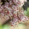 Sureau Noir - Sambucus Nigra Black Tower -Fleurs & Plantes Soldes Boutique Sureau noir Sambucus Black Tower copyright 97152 4