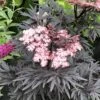 Sureau Noir - Sambucus Nigra Straight Laced -Fleurs & Plantes Soldes Boutique Sureau noir Sambucus nigra Straight Laced IF 17945 1
