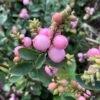 Symphorine - Symphoricarpos Doorenbosii Amethyst 2 Symphorine - Symphoricarpos Doorenbosii Amethyst -Fleurs & Plantes Soldes Boutique Symphorine Symphoricarpos doorenbosii Amethyst copyright 75411 1