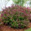 Lilas Bloomerang Dark Purple - Syringa Nain Hybride Remontant -Fleurs & Plantes Soldes Boutique Syringa Bloomerang Dark Purple 82735 1