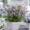Lilas Nain - Syringa Meyeri Flowerfesta Purple 2 Lilas Nain - Syringa Meyeri Flowerfesta Purple -Fleurs & Plantes Soldes Boutique Syringa Flowerfesta Purple 16587 1