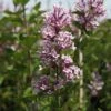Lilas De Chine - Syringa Josée -Fleurs & Plantes Soldes Boutique Syringa Josee 84341 1