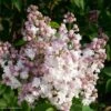 Lilas - Syringa Vulgaris Belle De Moscou 2 Lilas - Syringa Vulgaris Belle De Moscou -Fleurs & Plantes Soldes Boutique Syringa vulgaris Belle de Moscou 82803 1