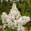 Lilas - Syringa Vulgaris Dentelle D'Anjou -Fleurs & Plantes Soldes Boutique Syringa vulgaris Dentelle d Anjou 82804 1