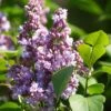 Lilas - Syringa Vulgaris Michel Buchner -Fleurs & Plantes Soldes Boutique Syringa vulgaris Michel Buchner 88625 1