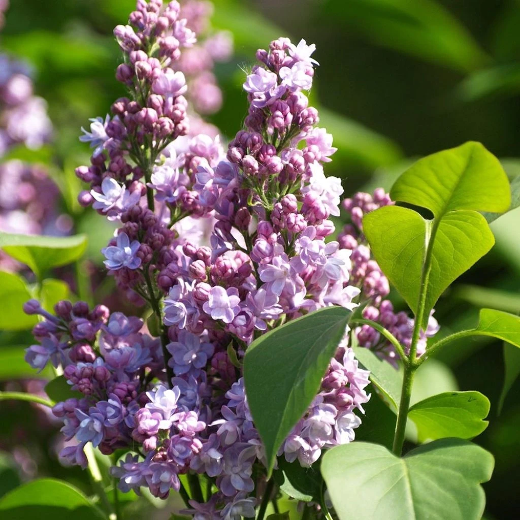 Lilas - Syringa Vulgaris Michel Buchner 3 Lilas - Syringa Vulgaris Michel Buchner