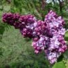 Lilas Commun - Syringa Vulgaris Paul Thirion 2 Lilas Commun - Syringa Vulgaris Paul Thirion -Fleurs & Plantes Soldes Boutique Syringa vulgaris Paul Thirion copyright 1002221 1