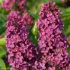 Lilas - Syringa Vulgaris Souvenir De Louis Spaeth 1 Lilas - Syringa Vulgaris Souvenir De Louis Spaeth -Fleurs & Plantes Soldes Boutique Syringa vulgaris Souvenir de Louis Spaeth 82807 1