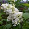 Lilas - Syringa Vulgaris Madame Lemoine -Fleurs & Plantes Soldes Boutique Syringa vulgaris Madame Lemoine copyright 75852 1