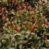 Syzygium Australe Big Red -Fleurs & Plantes Soldes Boutique Syzygium australe Big Red 85049 1