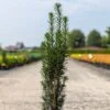 If Commun - Taxus Baccata Fastigiata Black Tower 1 If Commun - Taxus Baccata Fastigiata Black Tower -Fleurs & Plantes Soldes Boutique Taxus baccata Black Tower IF 1008762 1