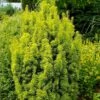 Taxus Baccata David - If Colonnaire Panaché -Fleurs & Plantes Soldes Boutique Taxus baccata David 88434 1