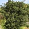 Taxus Baccata Dovastoniana - If Commun 2 Taxus Baccata Dovastoniana - If Commun -Fleurs & Plantes Soldes Boutique Taxus baccata Dovastoniana V 1008771 1