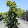 Taxus Baccata Dovastonii Aurea - If Doré -Fleurs & Plantes Soldes Boutique Taxus baccata Dovastonii Aurea 84348 1