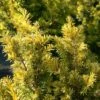 If Commun - Taxus Baccata Kupfergold -Fleurs & Plantes Soldes Boutique Taxus baccata Kupfergold copyright 1002851 1