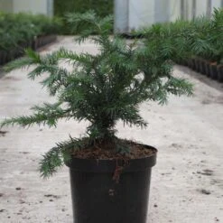 Taxus Baccata Repandens - If Commun