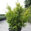 Taxus Baccata Semperaurea - If Commun Doré. -Fleurs & Plantes Soldes Boutique Taxus baccata Semperaurea 84352 1