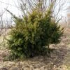 Taxus Media Densiformis - If Hybride -Fleurs & Plantes Soldes Boutique Taxus media Densiformis 84353 1