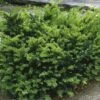 Taxus Media Emerald Spreader - If Hybride -Fleurs & Plantes Soldes Boutique Taxus media Emerald Spreader V 873541 1