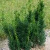 Taxus X Media Hicksii - If Hybride -Fleurs & Plantes Soldes Boutique Taxus x media Hicksii 82230 1