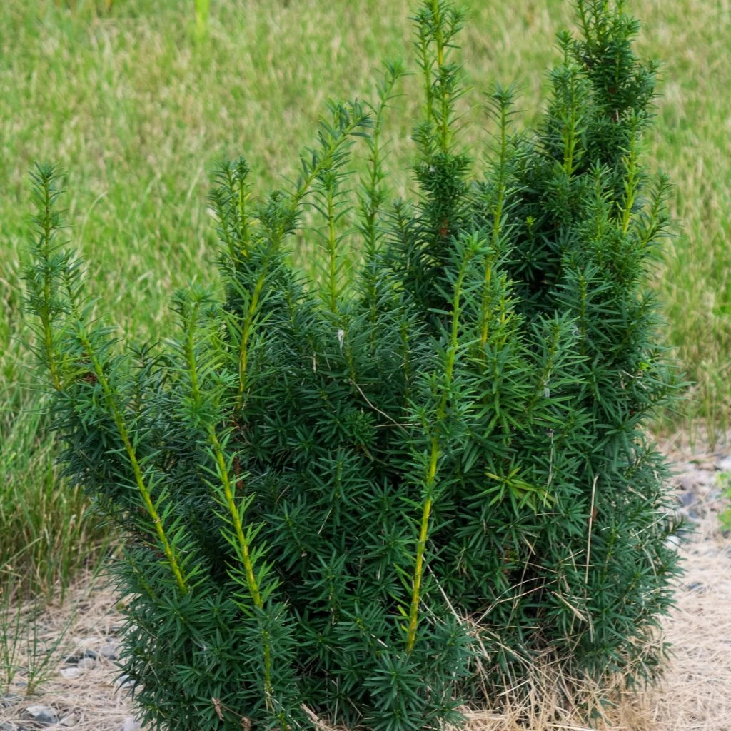 Taxus X Media Hicksii - If Hybride 3 Taxus X Media Hicksii - If Hybride