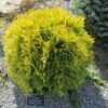 Thuya Du Canada - Thuja Occidentalis Amber Glow 1 Thuya Du Canada - Thuja Occidentalis Amber Glow -Fleurs & Plantes Soldes Boutique Thuja occidentalis Amber Glow LD 1008781 1