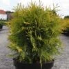 Thuya Du Canada - Thuja Occidentalis Golden Globe -Fleurs & Plantes Soldes Boutique Thuja occidentalis Golden Globe 84358 1