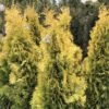 Thuya Du Canada - Thuja Occidentalis Jantar -Fleurs & Plantes Soldes Boutique Thuja occidentalis Jantar V 1008811 1