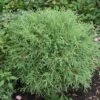 Thuya Du Canada - Thuja Occidentalis Mr Bowling Ball 2 Thuya Du Canada - Thuja Occidentalis Mr Bowling Ball -Fleurs & Plantes Soldes Boutique Thuja occidentalis Mr Bowling Ball 0767002 1