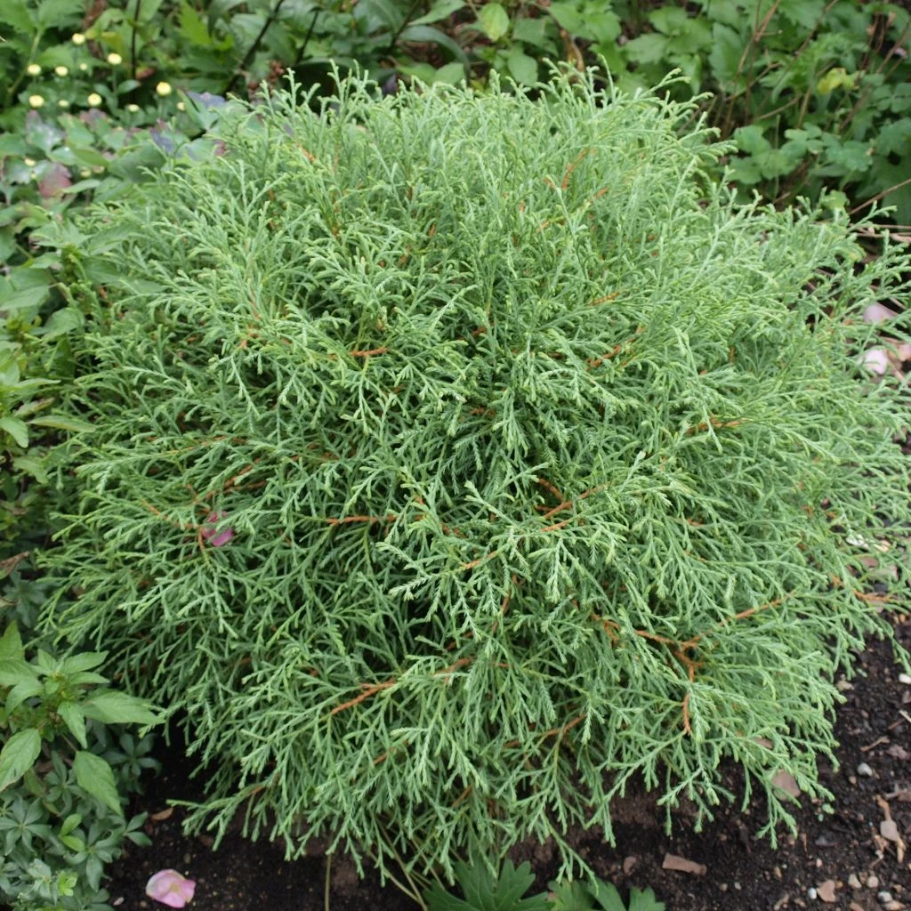 Thuya Du Canada - Thuja Occidentalis Mr Bowling Ball 3 Thuya Du Canada - Thuja Occidentalis Mr Bowling Ball