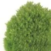 Thuja Occidentalis Teddy - Thuya Du Canada -Fleurs & Plantes Soldes Boutique Thuja occidentalis Teddy 0769002 1