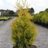 Thuya Du Canada - Thuja Occidentalis Yellow Ribbon. 2 Thuya Du Canada - Thuja Occidentalis Yellow Ribbon. -Fleurs & Plantes Soldes Boutique Thuja occidentalis Yellow Ribbon 84360 1
