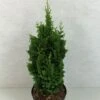 Thuya Du Canada - Thuja Occidentalis Zmatlik -Fleurs & Plantes Soldes Boutique Thuja occidentalis Zmatlik 771002 1