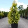 Thuya Géant - Thuja Plicata 4 Ever Goldy -Fleurs & Plantes Soldes Boutique Thuja plicata 4 EVER GOLDY 84363 1