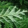 Thujopsis Dolobrata -Fleurs & Plantes Soldes Boutique Thujopsis dolobrata 87363 1