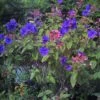 Tibouchina Urvilleana - Tibouchine D'Urville. -Fleurs & Plantes Soldes Boutique Tibouchina urvilleana 83473 1