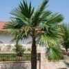 Trachycarpus Latisectus - Palmier Windamere 2 Trachycarpus Latisectus - Palmier Windamere -Fleurs & Plantes Soldes Boutique Trachycarpus latisectus 89964 1