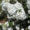 Viorne - Viburnum Eskimo 2 Viorne - Viburnum Eskimo -Fleurs & Plantes Soldes Boutique Viburnum Eskimo 84371 1