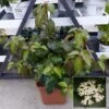Viorne - Viburnum Shiny Dancer -Fleurs & Plantes Soldes Boutique Viburnum Shiny Dancer 86459 1