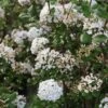 Viorne De Burkwood - Viburnum Burkwoodii Ann Russell 1 Viorne De Burkwood - Viburnum Burkwoodii Ann Russell -Fleurs & Plantes Soldes Boutique Viburnum burkwoodii Ann Russell 84374 1