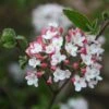 Viorne Du Burkwood - Viburnum X Burkwoodii Mohawk -Fleurs & Plantes Soldes Boutique Viburnum burwoodii Mohawk copyright 1002892 1