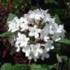 Viorne - Viburnum Carlesii Aurora -Fleurs & Plantes Soldes Boutique Viburnum carlesii Aurora 7962 1