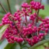Viorne - Viburnum Nudum Brandywine -Fleurs & Plantes Soldes Boutique Viburnum nudum Brandywine copyright 1008941 1
